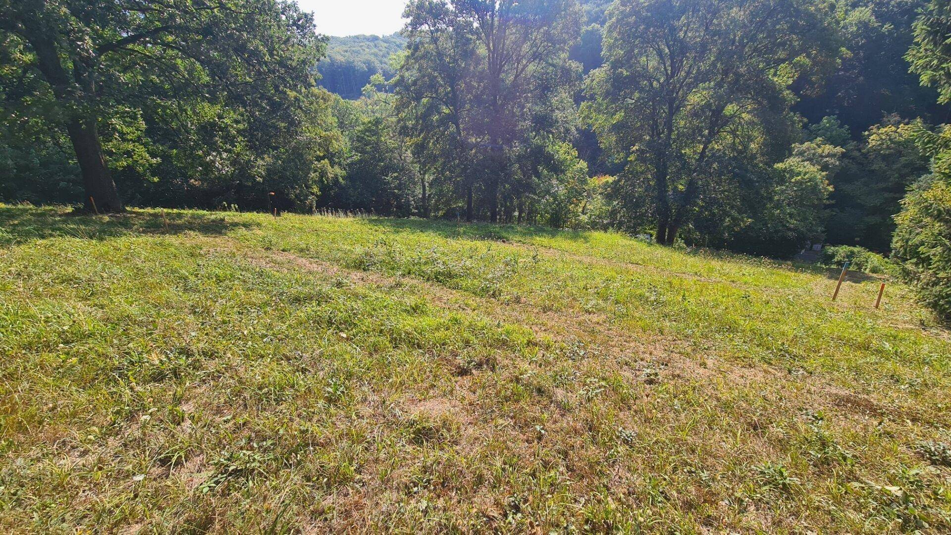 Weitläufiges, grünes Grundstück mit sanfter Neigung und dichtem Baumbestand im Hintergrund.