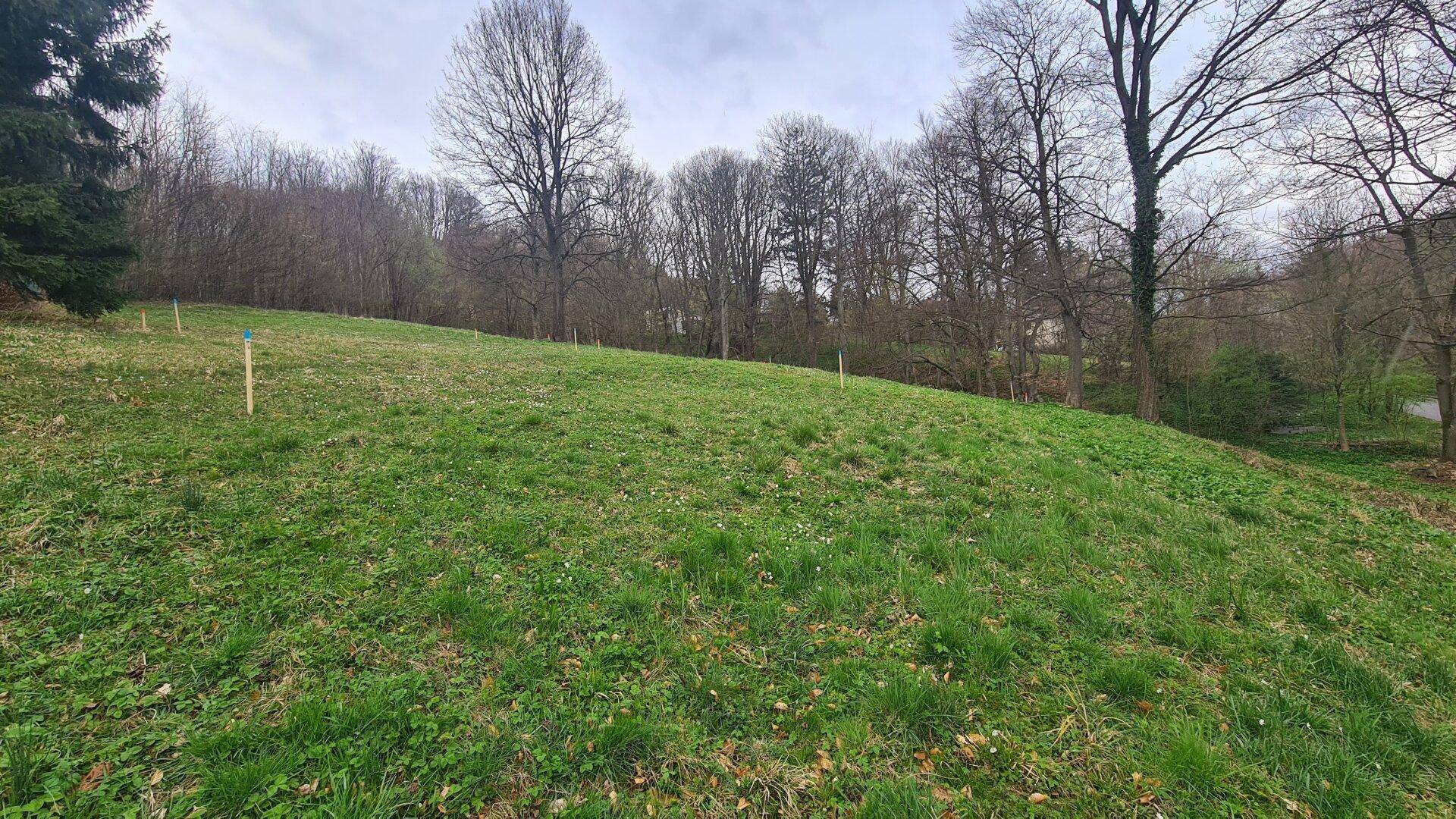 Hügeliges, grünes Grundstück mit kahlen Bäumen im Hintergrund und Markierungen im Gras.