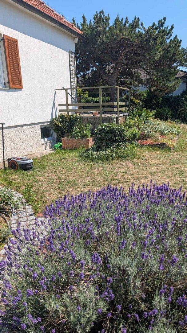 Ein gepflegter Garten mit blühendem Lavendel und einem Rasenroboter neben dem Haus.