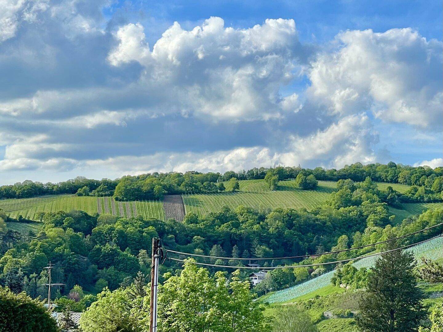Weitläufige grüne Hügellandschaft mit Weinbergen unter einem bewölkten Himmel.