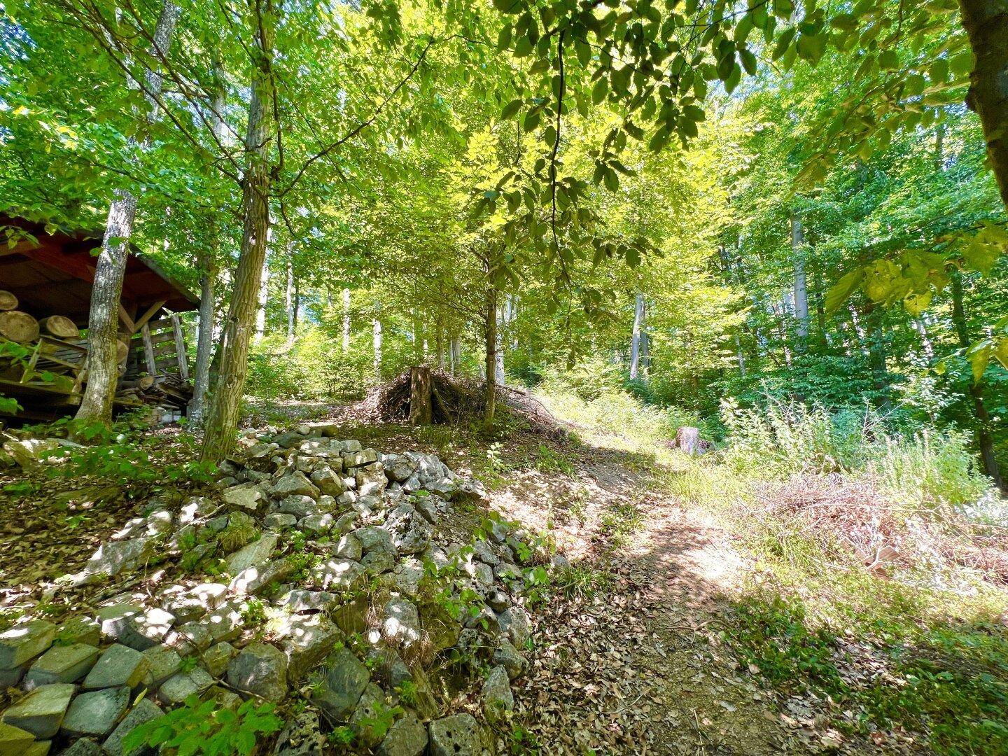 Naturbelassenes Waldstück im Garten mit einem Holzschuppen und viel Baumbestand.