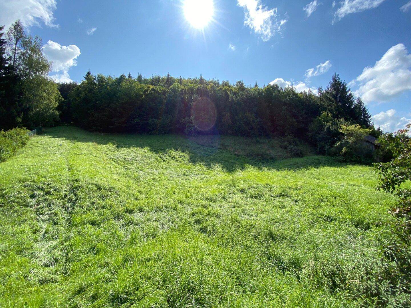 Sonnige grüne Wiese mit dichtem Wald im Hintergrund und strahlend blauem Himmel.