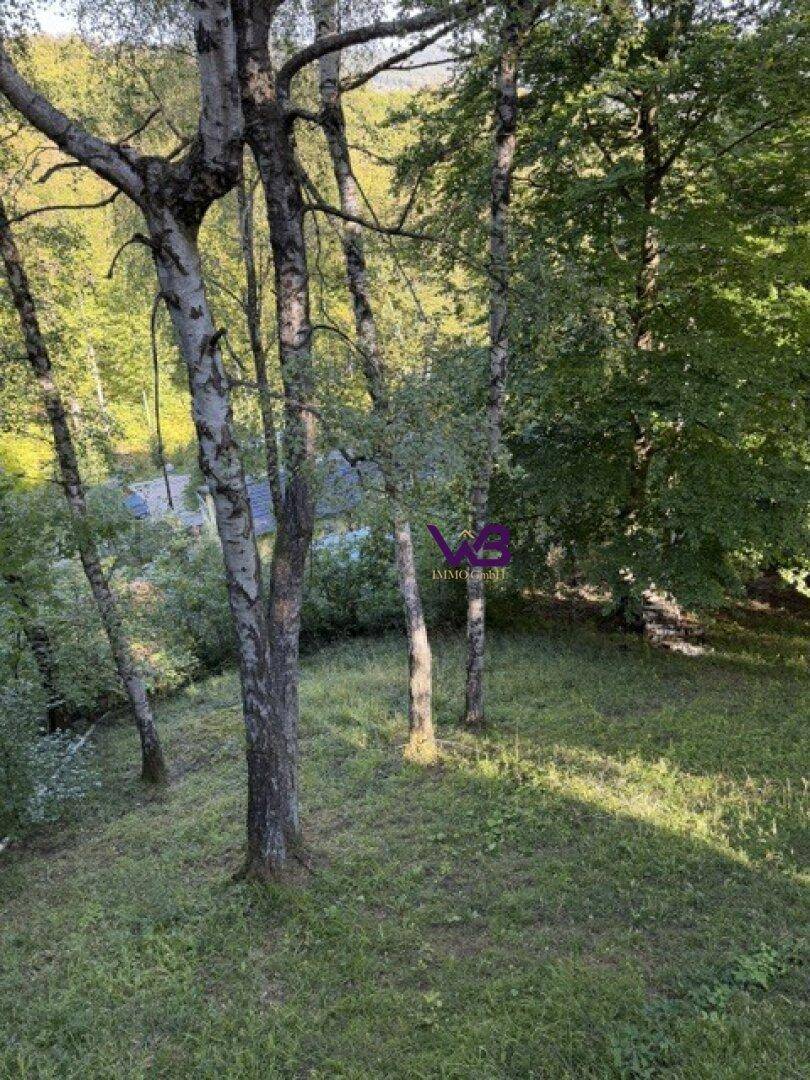 Naturbelassener Gartenbereich mit hohen Bäumen und üppigem Grün.