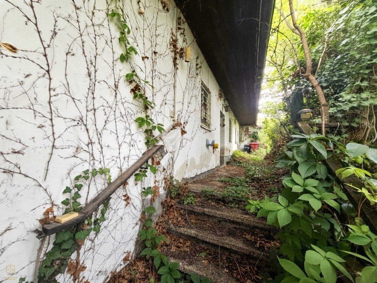 Verwilderte Außenwand eines Gebäudes mit trockenen Ranken und überwucherten Steinstufen, die nach unten führen.