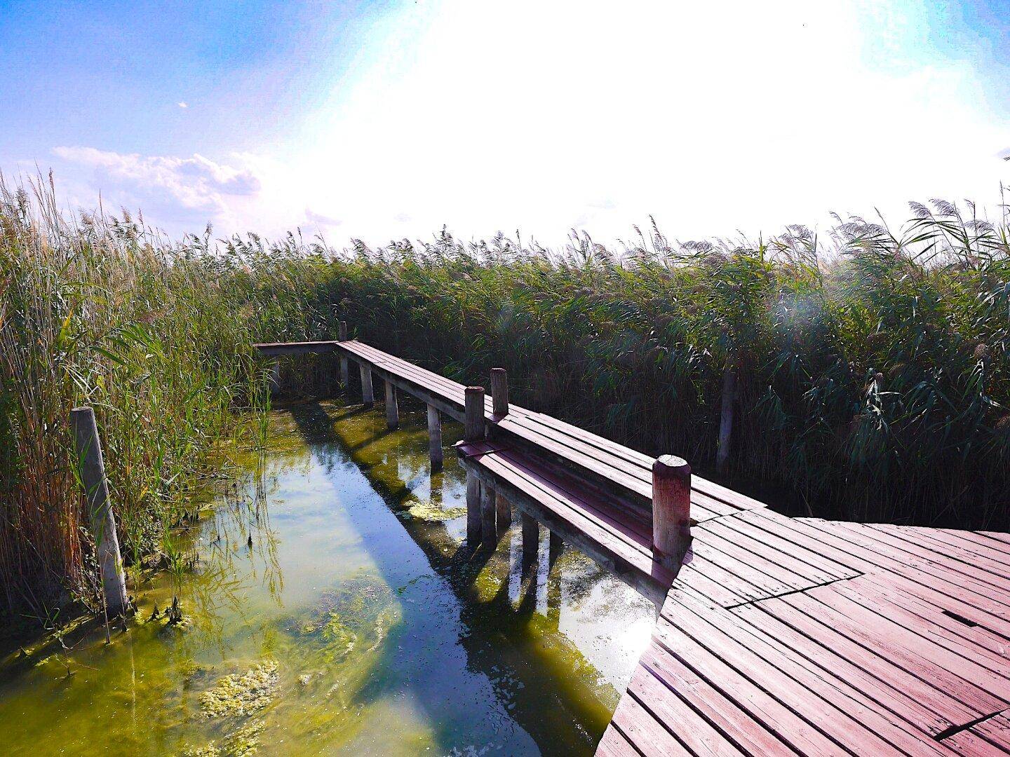 Holzsteg führt durch das Schilf in ein seichtes Gewässer unter blauem Himmel.