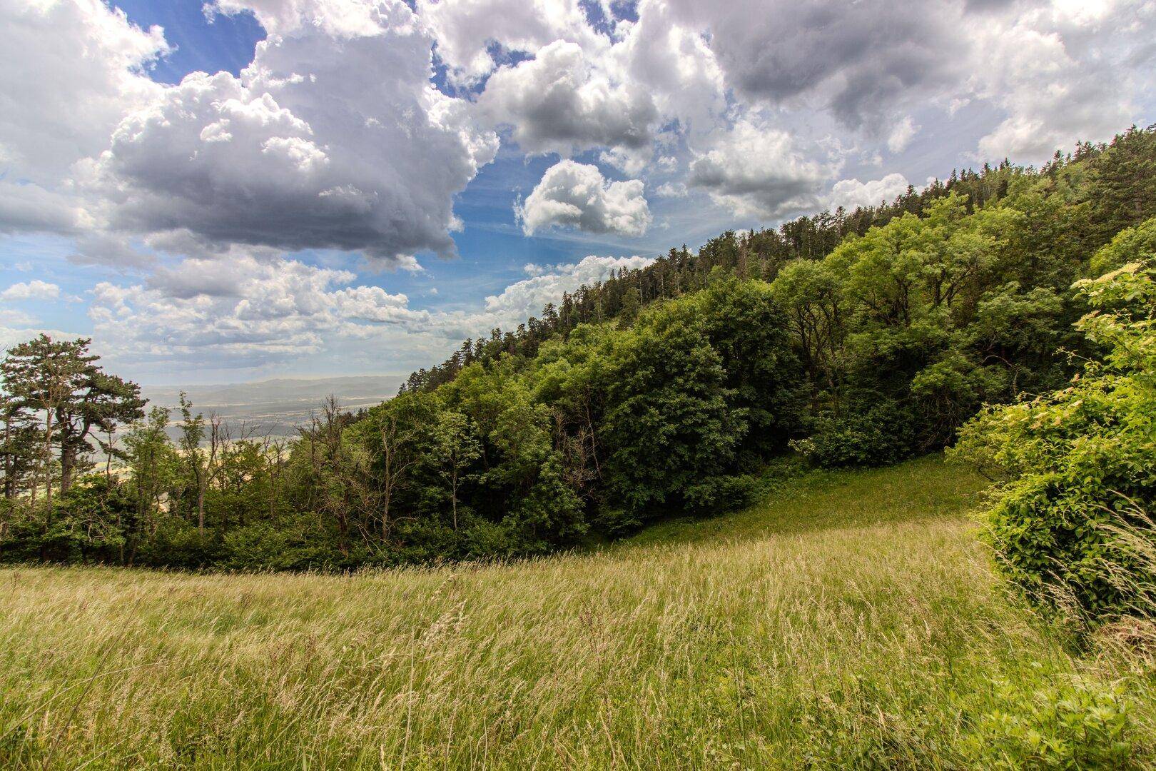 Weitläufige grüne Hügellandschaft mit dichtem Wald unter einem bewölkten Himmel.