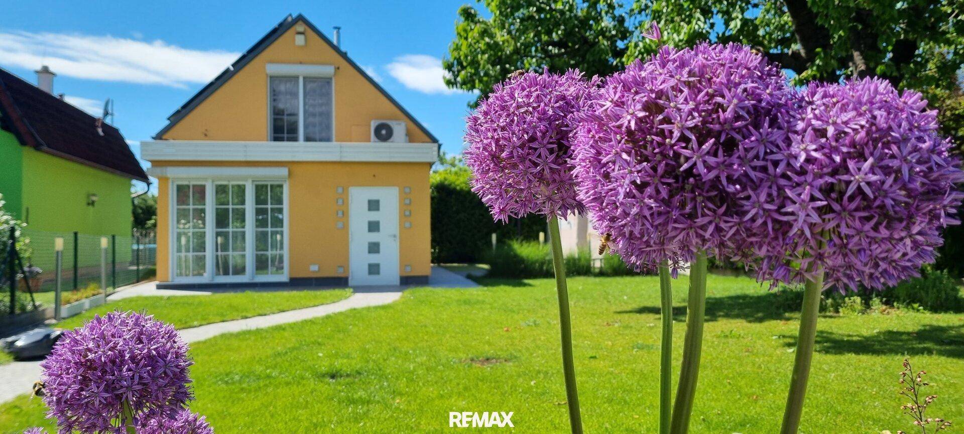 Lila Zierlauchblüten im Vordergrund mit dem gelben Haus im sonnigen Garten.