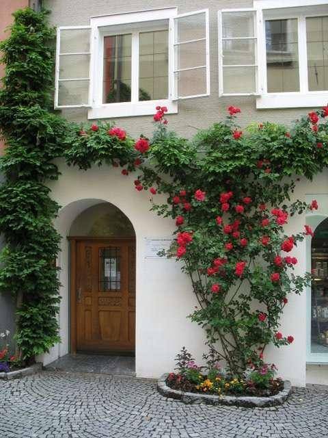 Eingangsbereich eines historischen Gebäudes mit Holztür, umrankt von grünen Pflanzen und blühenden roten Rosen.