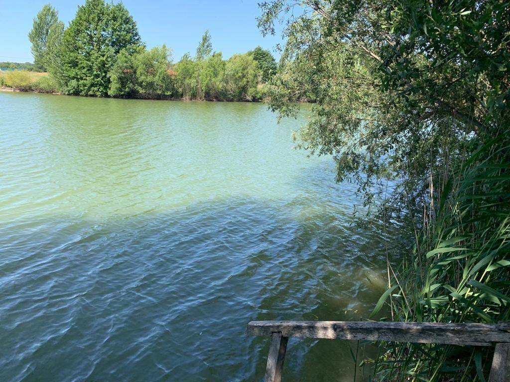 Seeufer mit Bäumen und Büschen, bietet einen ruhigen Blick auf das Wasser an einem sonnigen Tag.