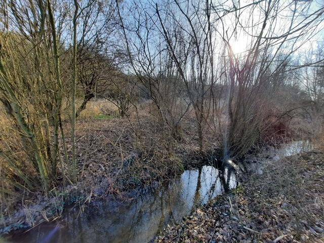 Kleiner Bachlauf in einem lichten Waldgebiet mit kahlen Bäumen und trockenem Laub.