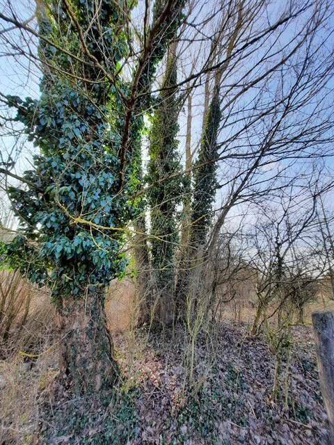 Bäume mit dichtem Efeubewuchs in einem ländlichen Gebiet unter blauem Himmel.