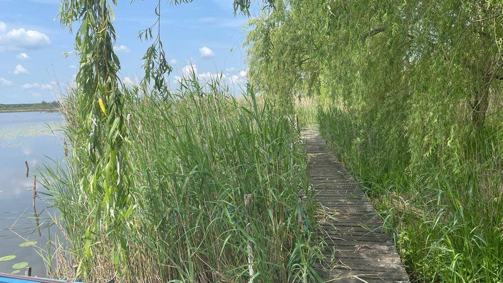 Rustikaler Holzsteg führt durch hohes Schilf entlang des Wassers, umgeben von Natur.