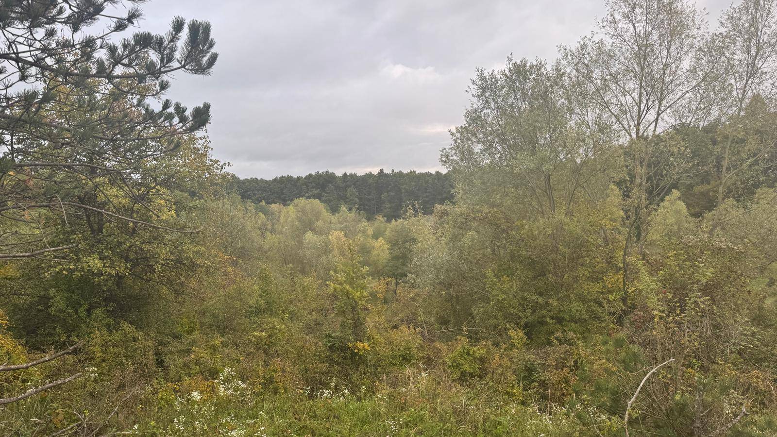 Hügelige Landschaft mit Bäumen und Wiesen unter bewölktem Himmel, ideal für Naturliebhaber.