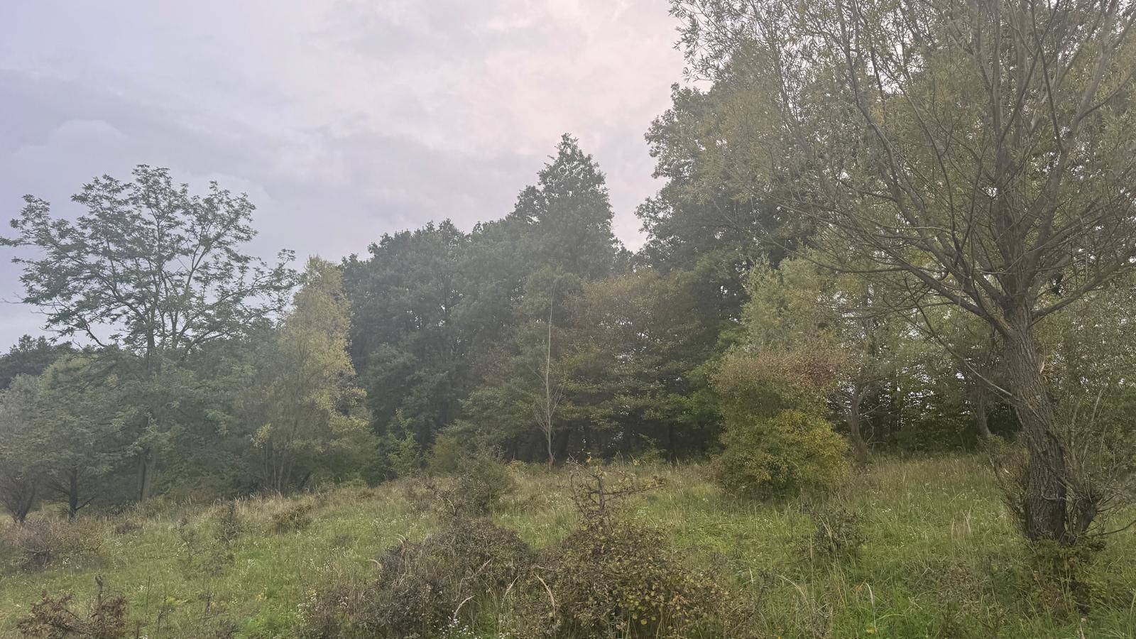 Hügelige Landschaft mit Bäumen und Wiesen unter bewölktem Himmel, ideal für Naturliebhaber.