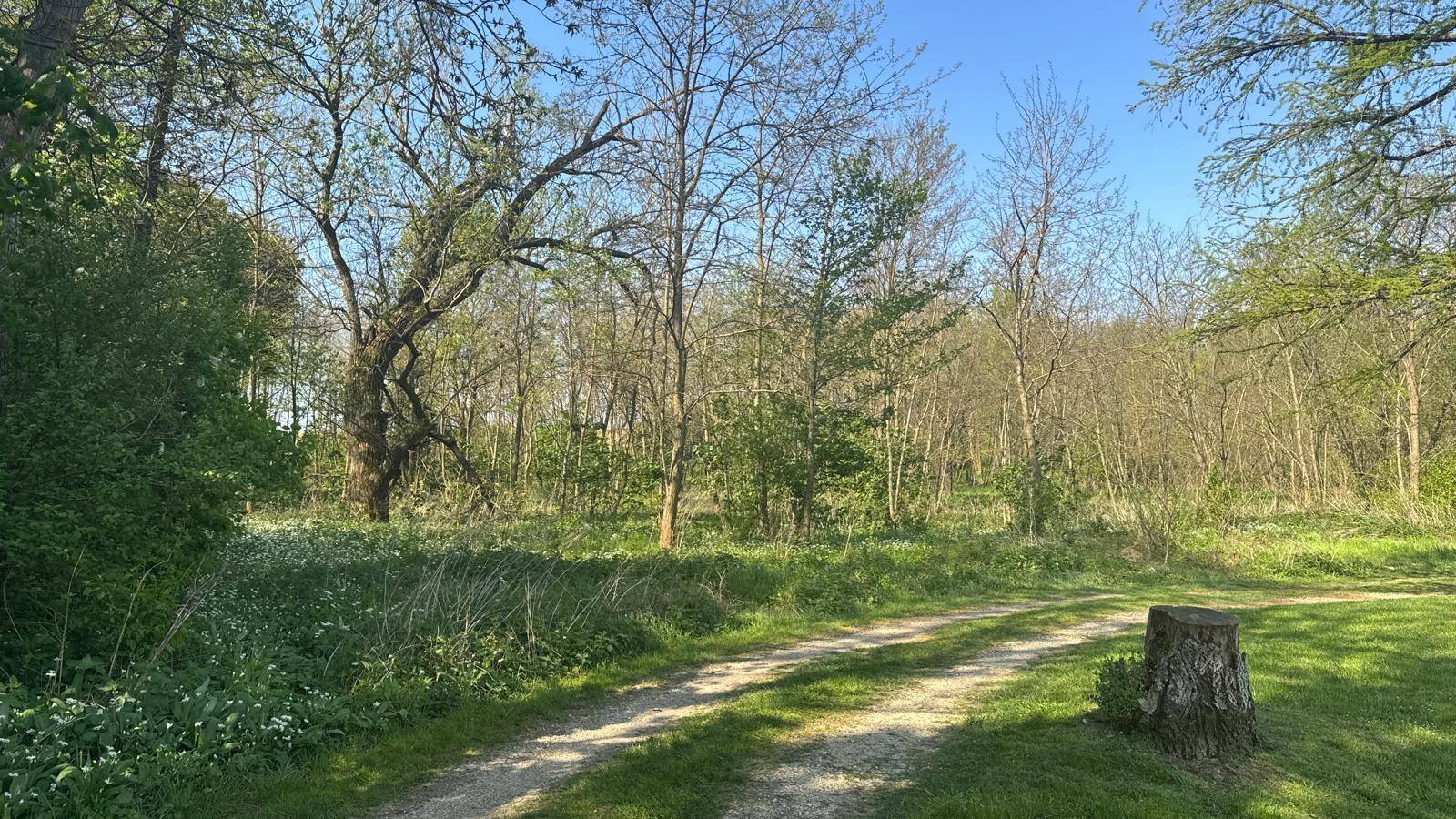 Naturpfad führt durch einen lichten Wald mit viel Grün und einem Baumstumpf im Vordergrund.