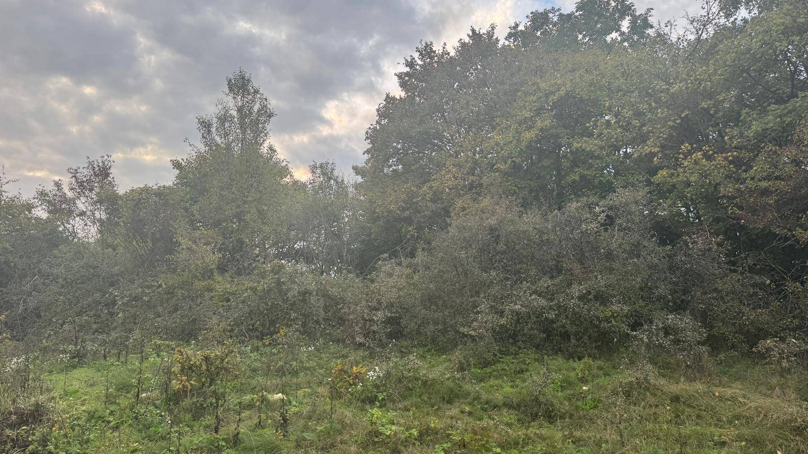 Dichte Vegetation mit verschiedenen Baum- und Straucharten unter einem bewölkten Himmel.