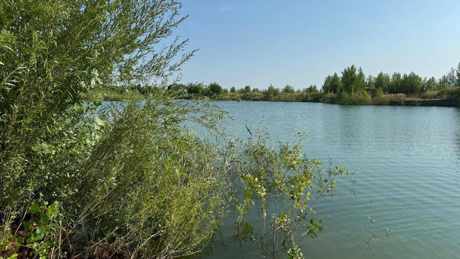 Blick auf einen See durch dichte grüne Büsche im Vordergrund unter blauem Himmel.