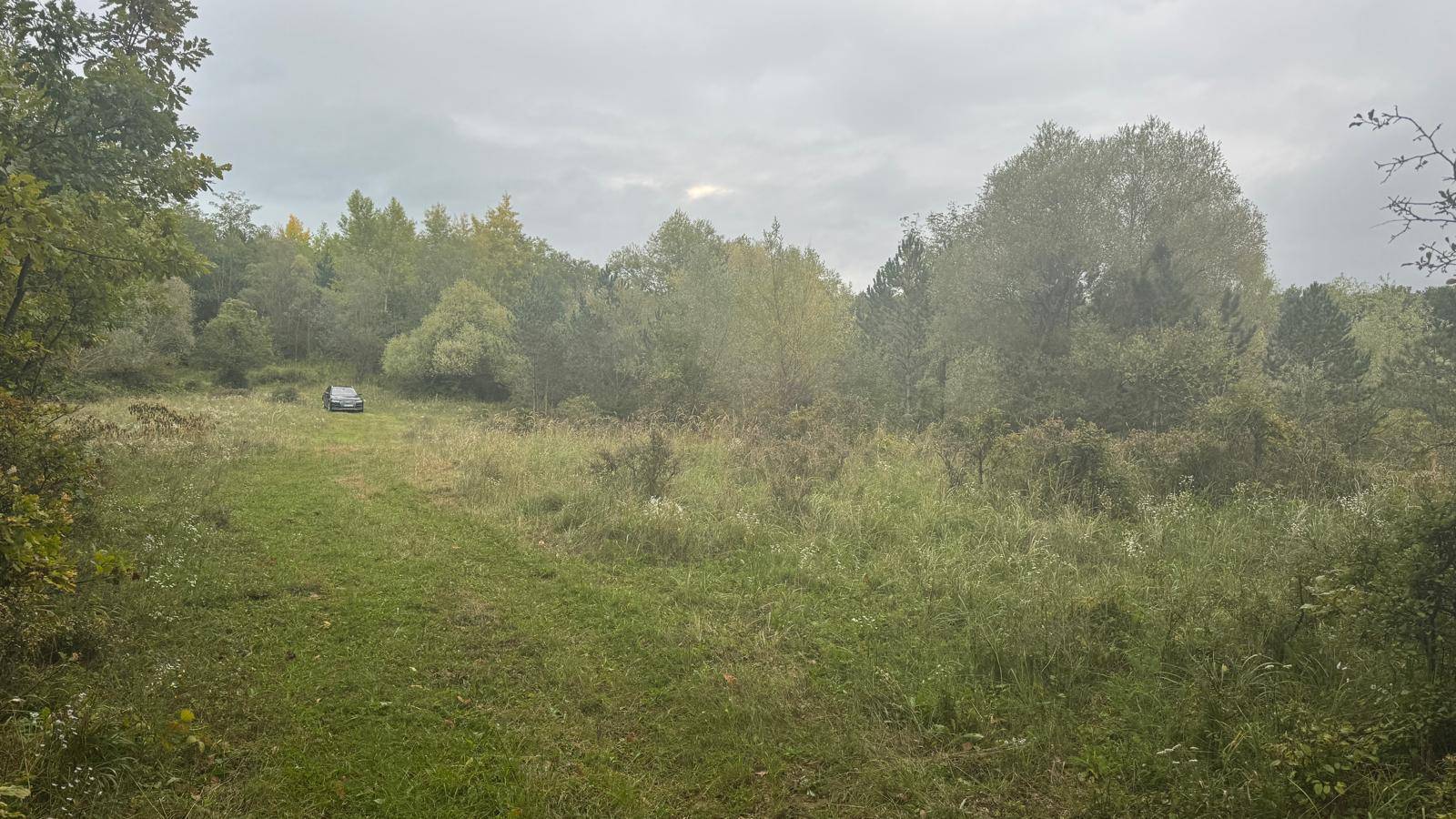 Weitläufige Wiese mit einem Auto am Horizont, umgeben von üppiger Vegetation.