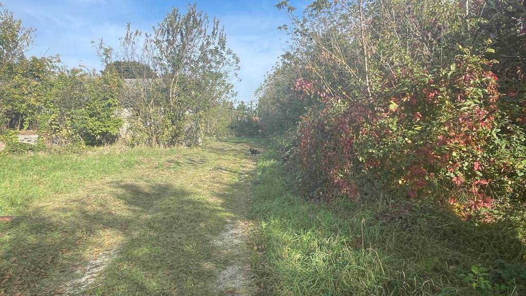 Grüner Feldweg umgeben von dichtem Buschwerk und Bäumen unter blauem Himmel.