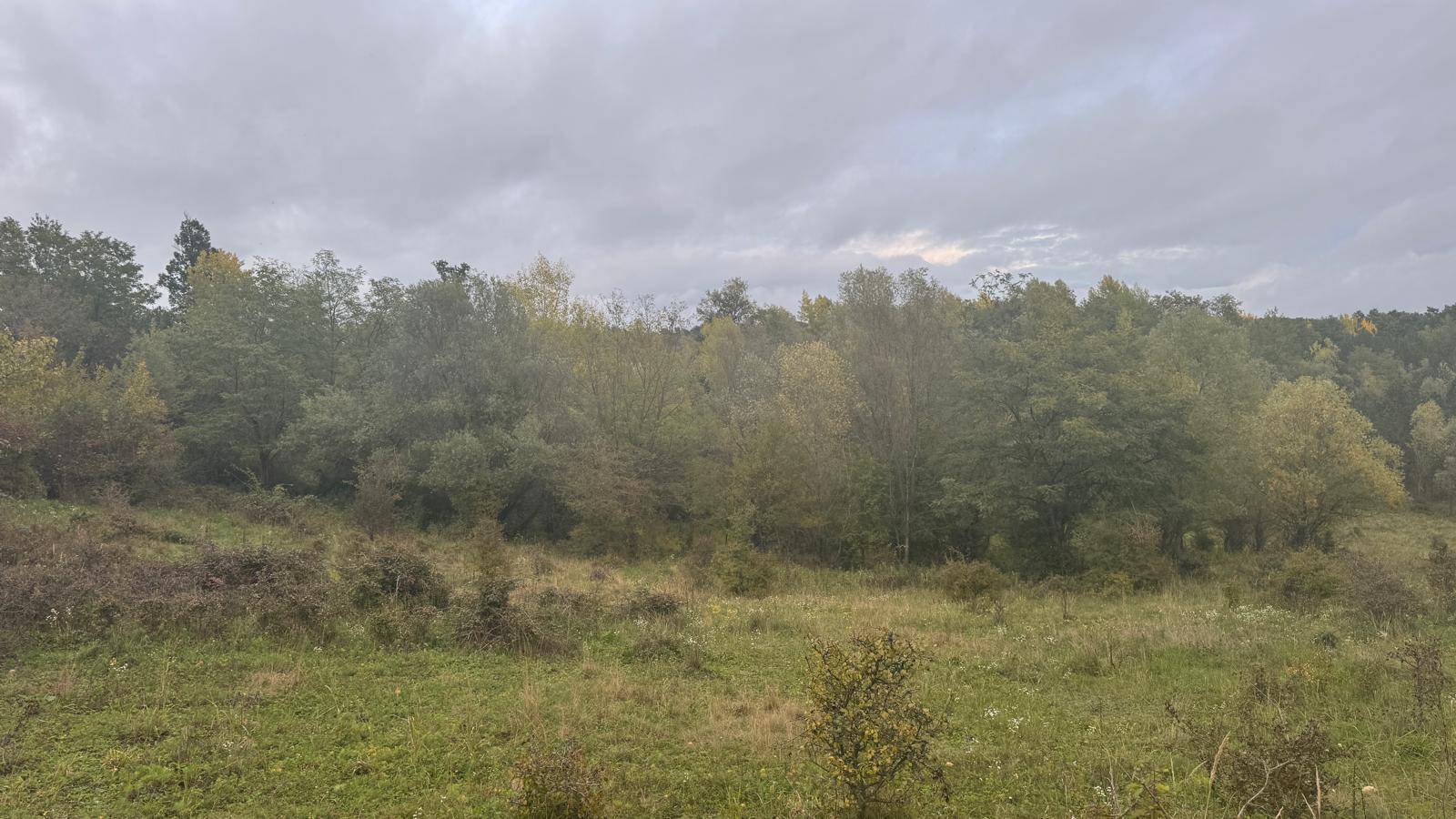 Hügelige Landschaft mit Bäumen und Wiesen unter bewölktem Himmel, ideal für Naturliebhaber.