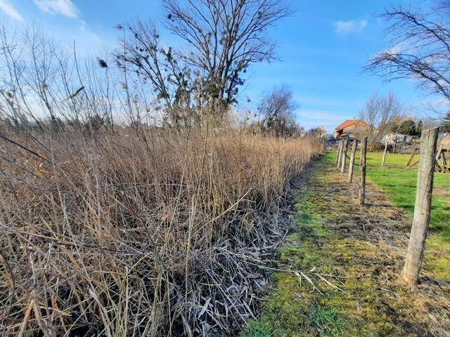 Hohes, trockenes Schilfgras neben einem Zaun und einer grünen Wiese unter blauem Himmel.