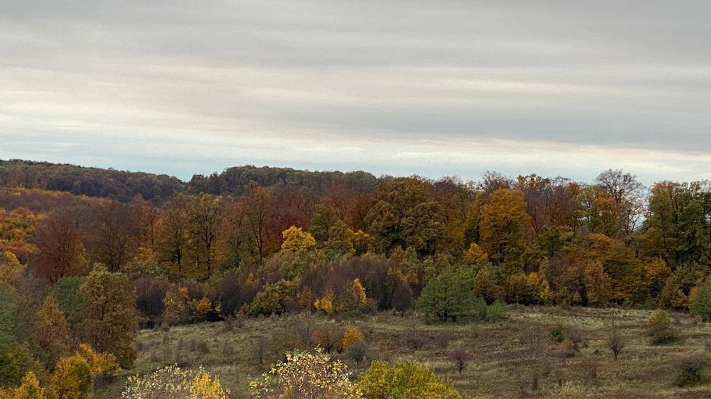 Weitläufiger Blick auf einen Wald mit vielfältigen Herbstfarben unter einem grauen Himmel.