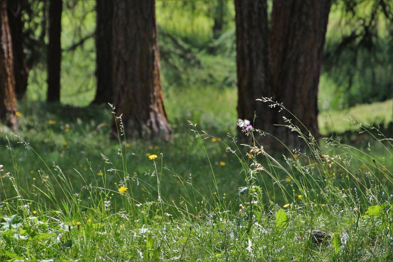 Nahaufnahme von grünem Gras und Wildblumen mit großen Baumstämmen im Hintergrund.