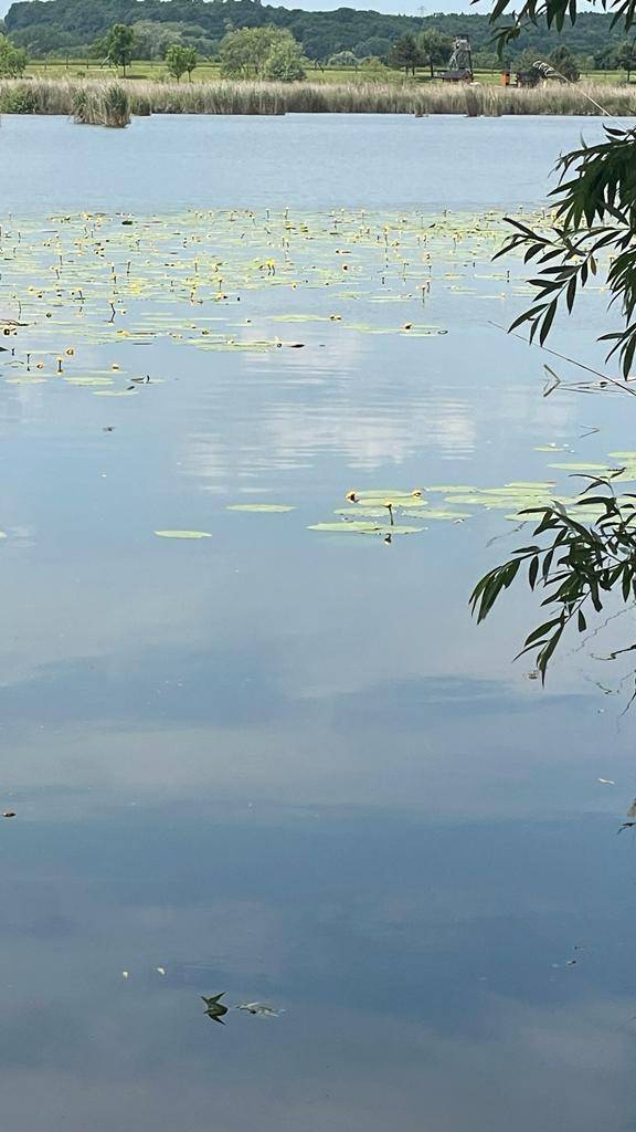 Ruhige Wasseroberfläche des Sees mit Seerosen und Spiegelungen, umrahmt von Baumzweigen.