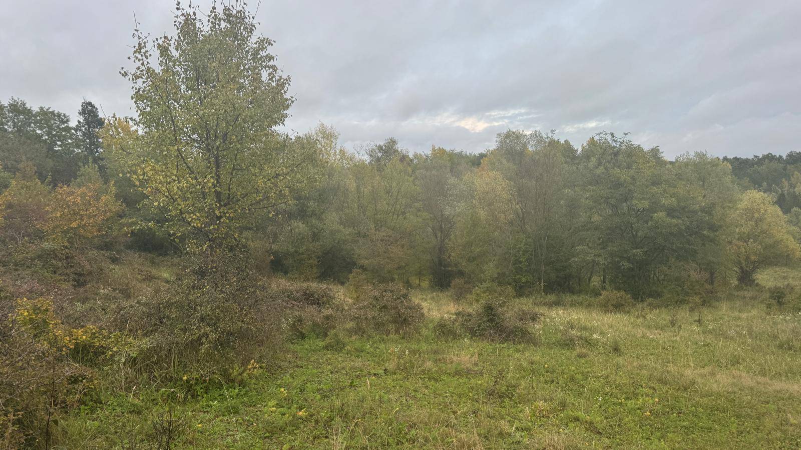 Hügelige Landschaft mit Bäumen und Wiesen unter bewölktem Himmel, ideal für Naturliebhaber.