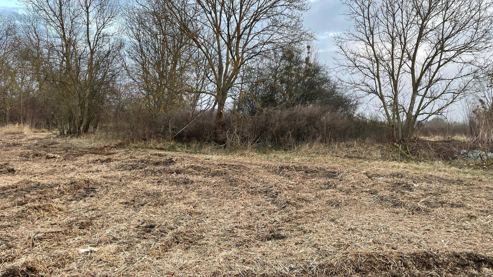 Offenes Feld mit trockenem Gras und einer Buschreihe sowie kahlen Bäumen im Hintergrund.