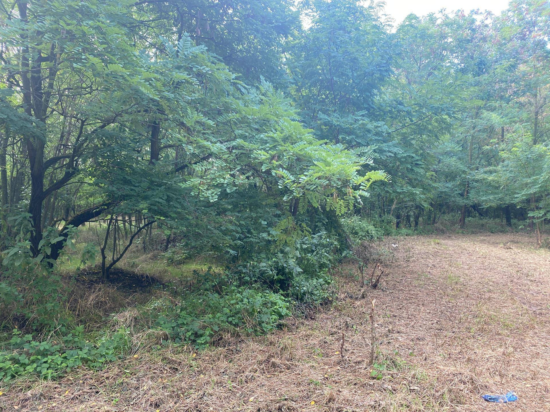Offene Fläche am Waldrand mit trockenem Gras und grünen Büschen und Bäumen.