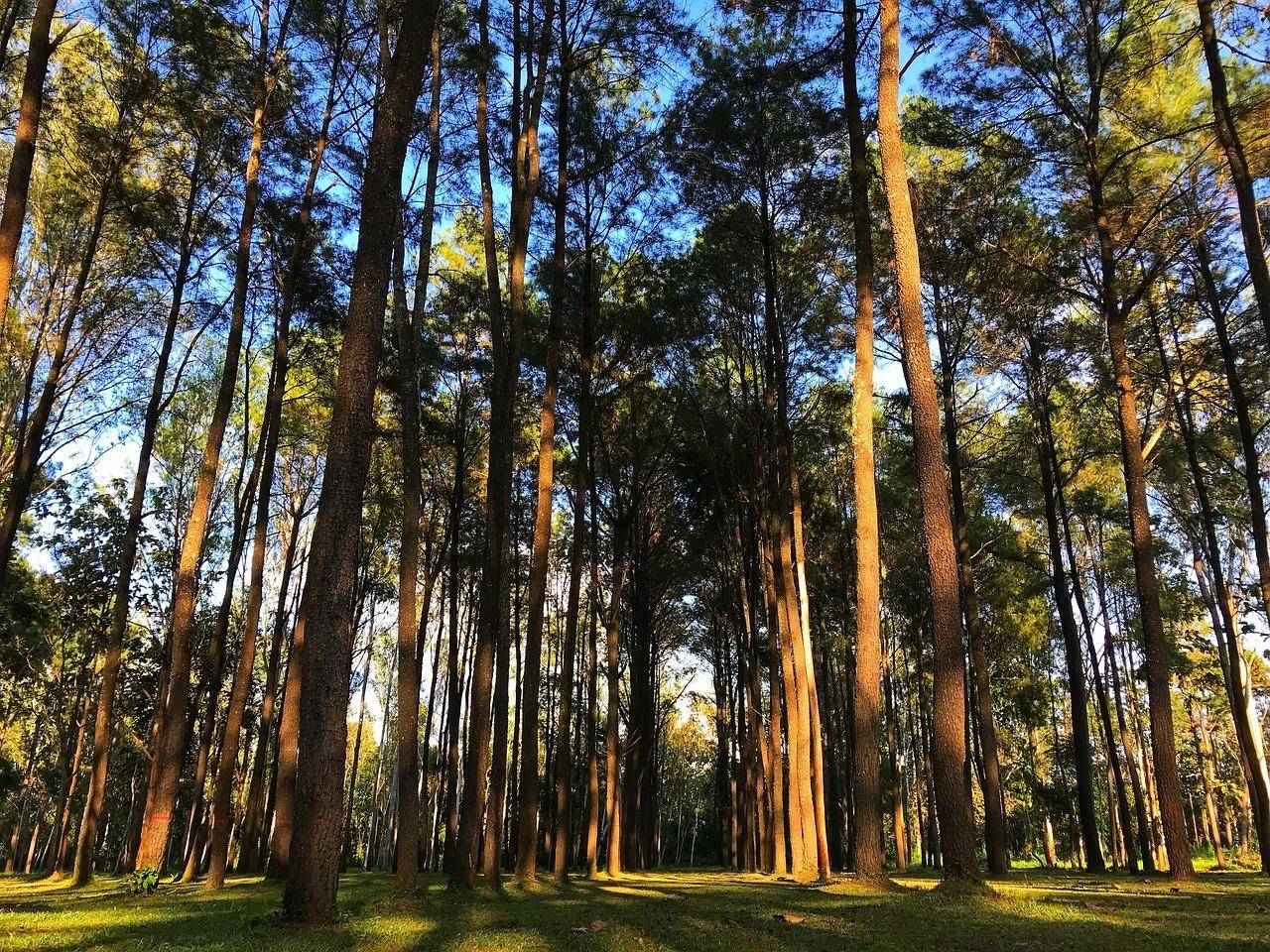 Ein dichter Wald mit hohen Bäumen, durch die das Sonnenlicht auf den grünen Boden fällt.
