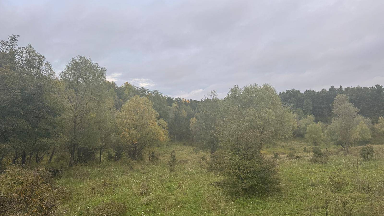 Dichte Vegetation mit verschiedenen Baum- und Straucharten unter einem bewölkten Himmel.