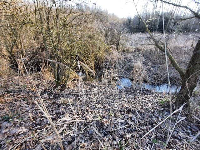 Kleiner Bachlauf in einem bewaldeten Gebiet mit trockenem Laub und Gestrüpp.