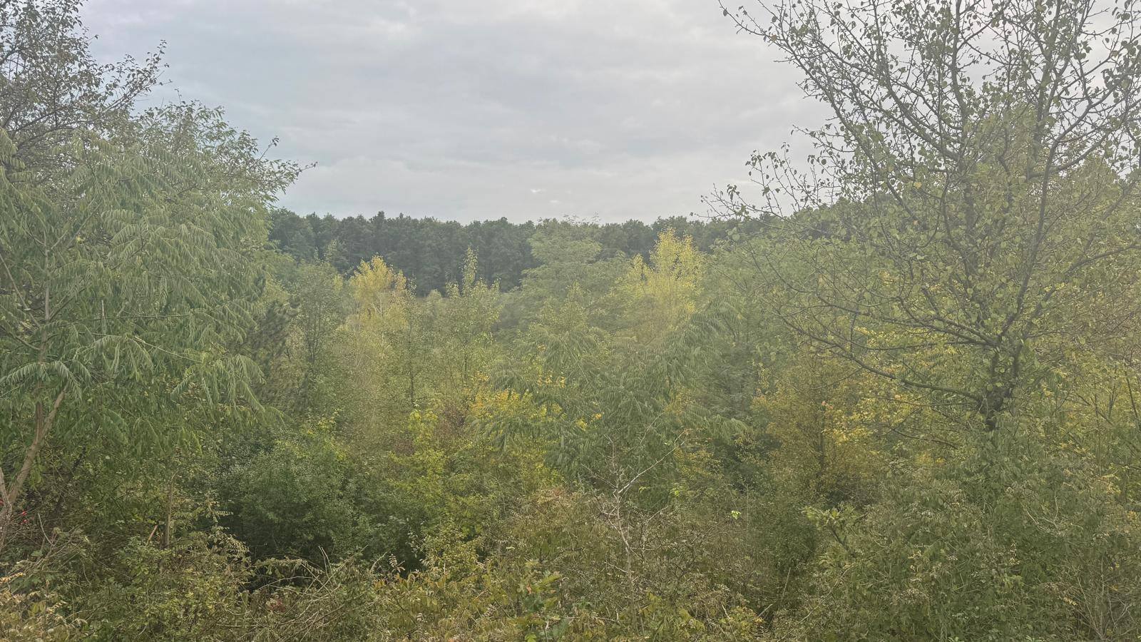 Dichte Vegetation mit verschiedenen Baum- und Straucharten unter einem bewölkten Himmel.
