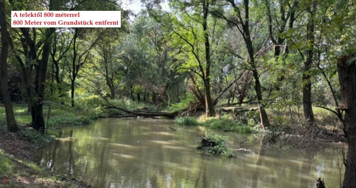 Natürlicher Wasserlauf umgeben von dichtem Wald und Bäumen, die sich im Wasser spiegeln.