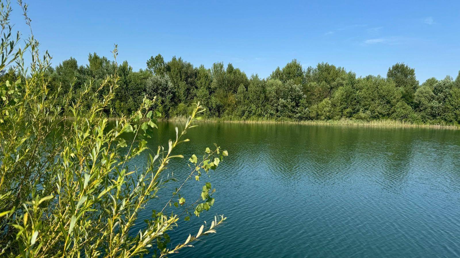 Nahaufnahme von üppigem Grün am Ufer eines klaren Sees unter blauem Himmel.