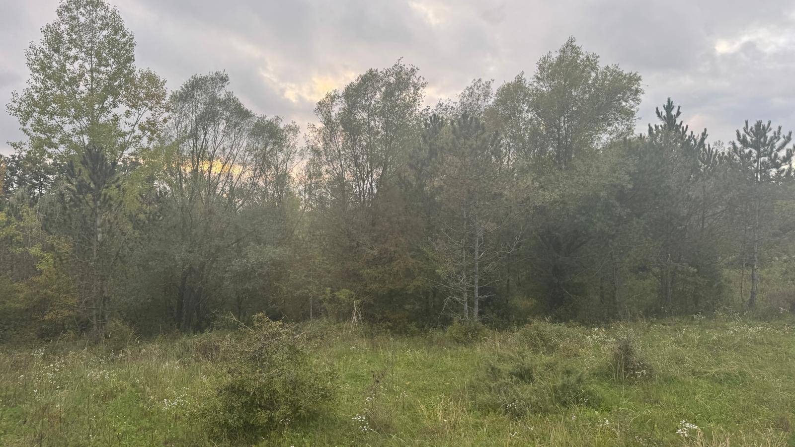 Weitläufige Wiesenfläche umgeben von dichtem Wald unter einem leicht bewölkten Himmel.