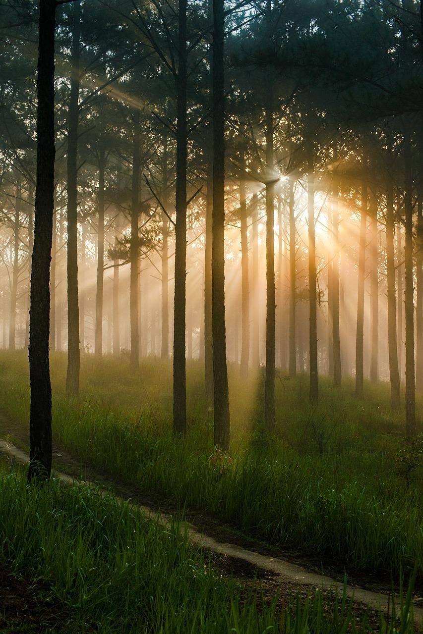 Sonnenstrahlen durchbrechen den Nebel in einem dichten Wald und schaffen eine mystische Atmosphäre.