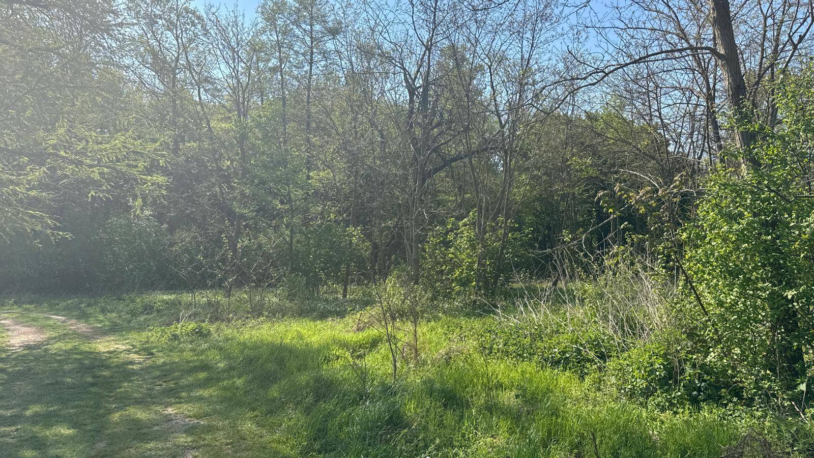 Dichte Vegetation und Bäume bilden eine grüne Kulisse mit einem schmalen Pfad im Vordergrund.