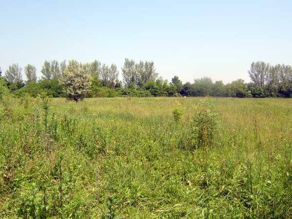 Weitläufiges, unberührtes Feld mit üppiger Vegetation und Bäumen am Horizont.