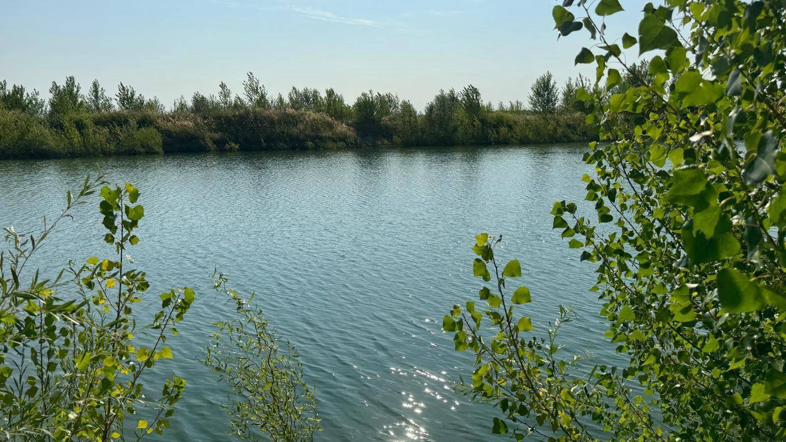 Sonniger See mit glitzernder Wasseroberfläche, umgeben von grünen Büschen und Bäumen.