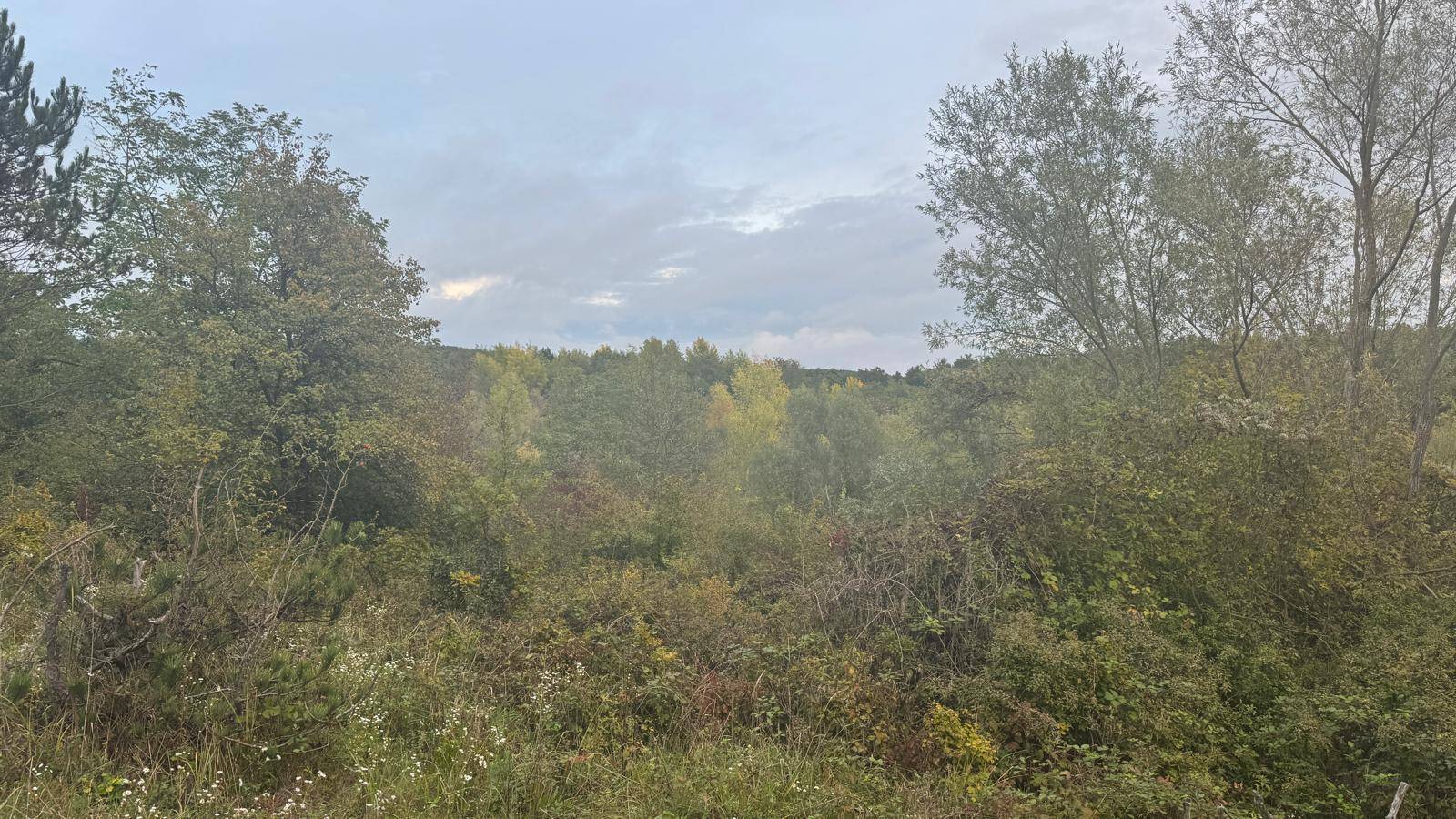 Dichte Vegetation mit verschiedenen Baum- und Straucharten unter einem bewölkten Himmel.