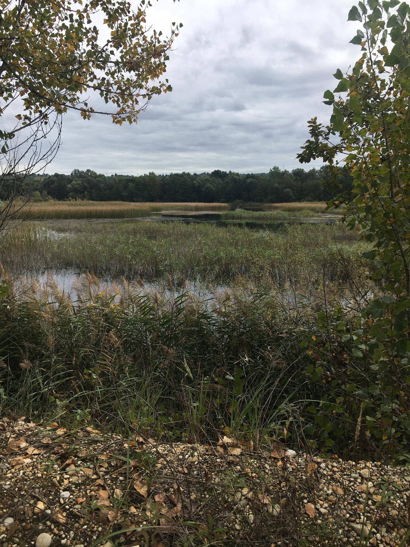 Blick auf den See mit Schilf und einem kiesigen Uferbereich unter bewölktem Himmel.
