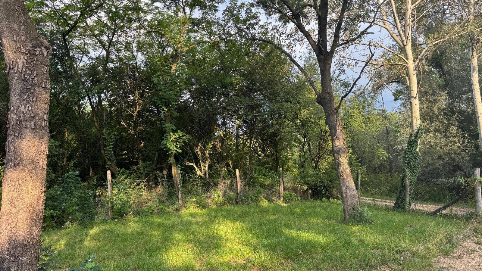 Natürlicher Gartenbereich mit hohen Bäumen und üppigem Grün, umzäunt von einem einfachen Zaun.