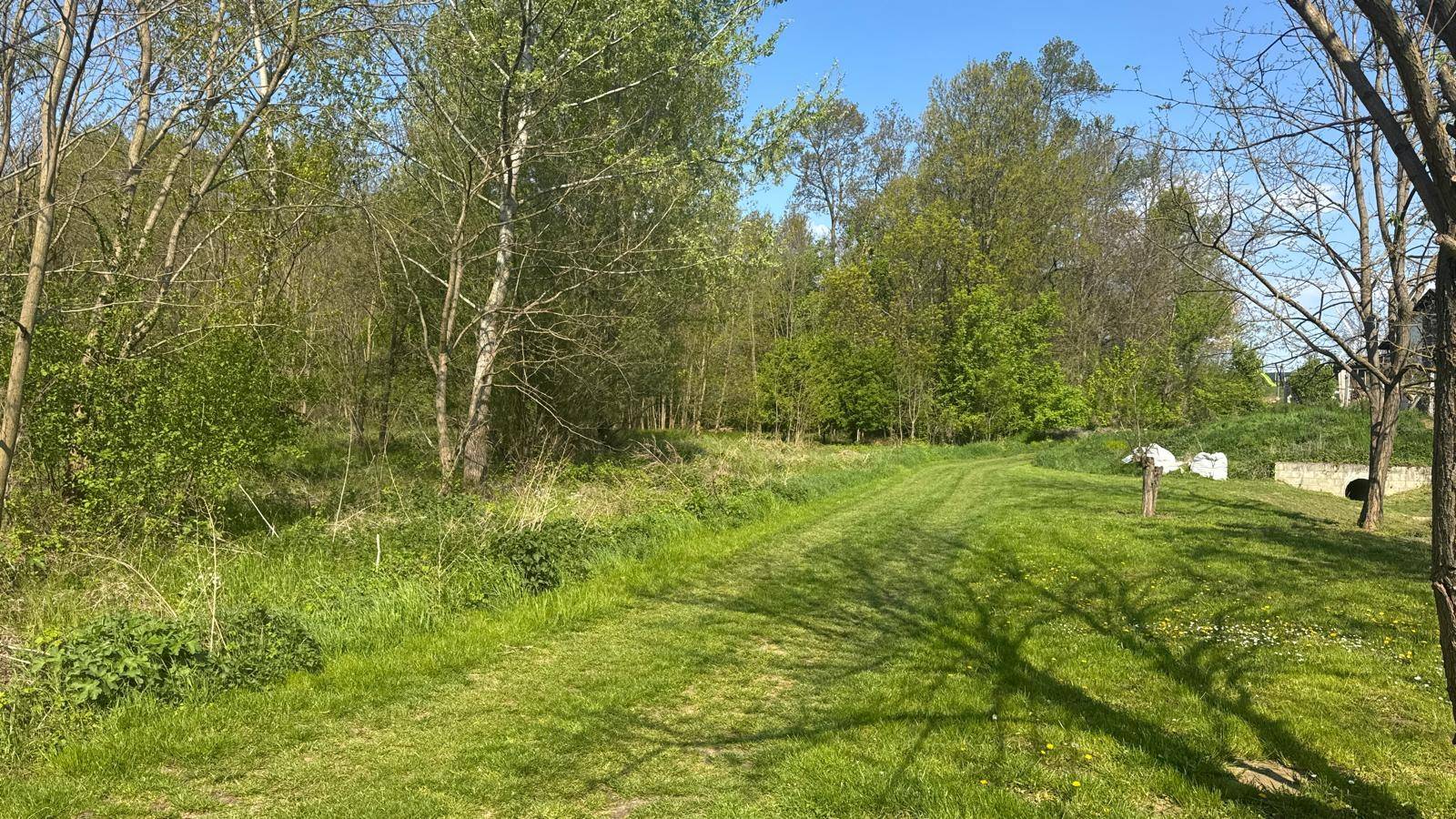 Grüner Pfad führt durch eine offene Waldlandschaft mit hohen Bäumen und viel Sonnenlicht.