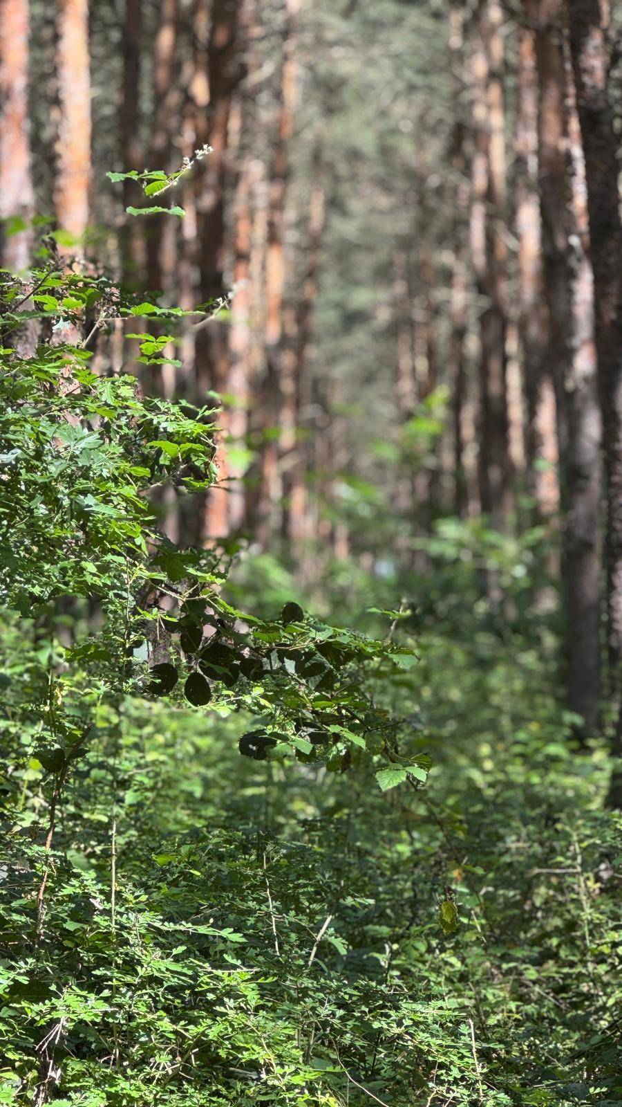 Nahaufnahme von frischem grünen Laub im Wald, mit unscharfem Hintergrund aus hohen Bäumen.