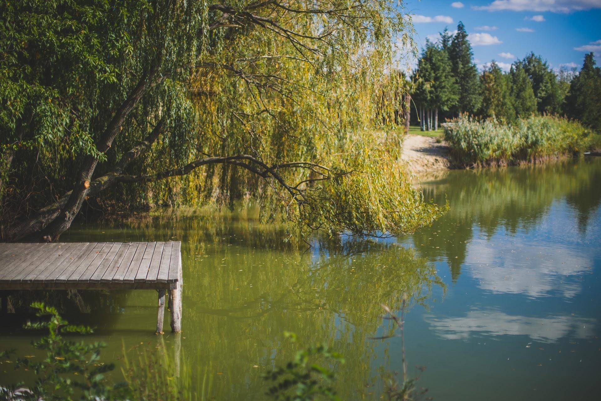 Holzsteg am Seeufer, umgeben von üppiger grüner Vegetation und Bäumen, lädt zum Verweilen ein.