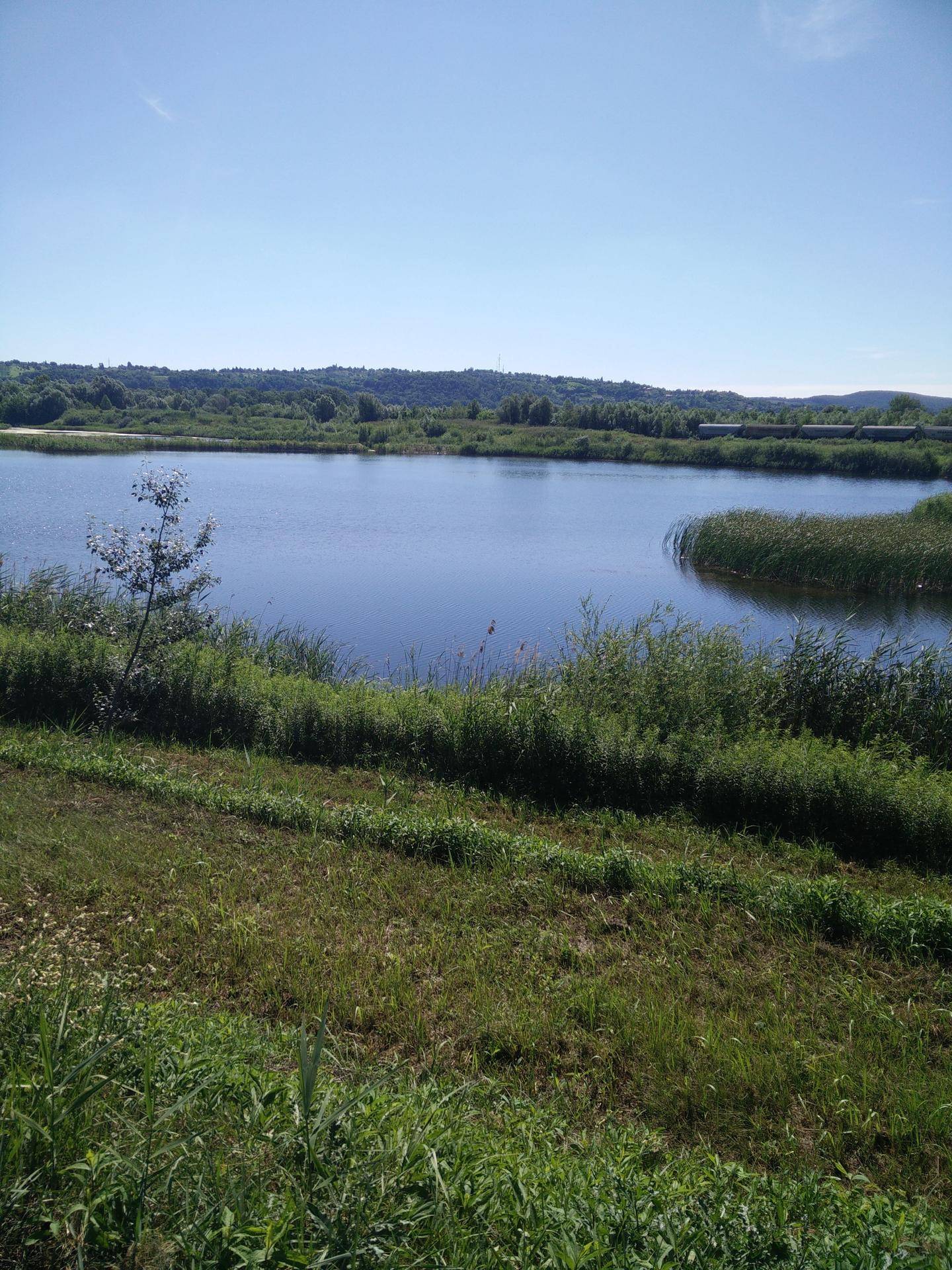 Blauer Himmel über einem ruhigen See, umgeben von üppigem Grün und Schilf.