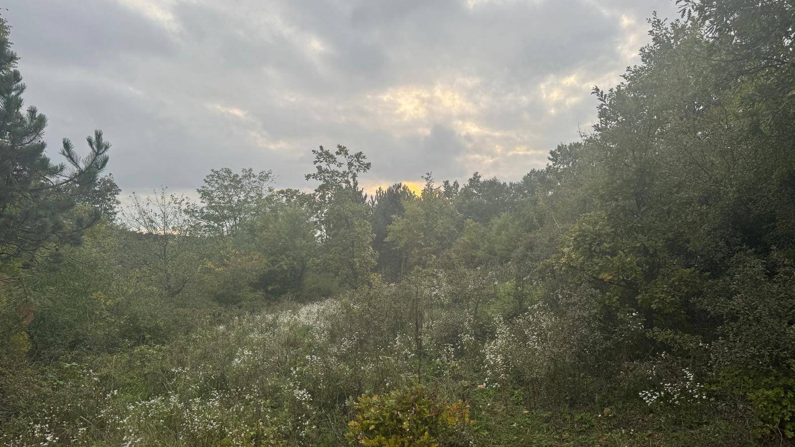 Offene Landschaft mit Bäumen und Sträuchern unter einem dramatischen, bewölkten Himmel.